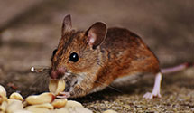 24 Hour & Emergency Exterminators in Pickwick, MN
